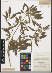 Foto von Salix pycnostachya Andersson